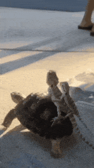 a lizard is sitting on top of a turtle