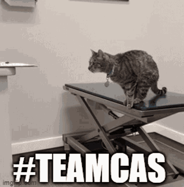 Teamcas Cat GIF - Teamcas Cat Fail GIFs