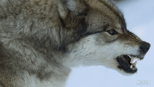 a close up of a wolf with its mouth open and a netflix logo in the corner