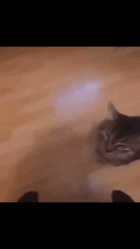 a cat is laying on a wooden floor next to a person .