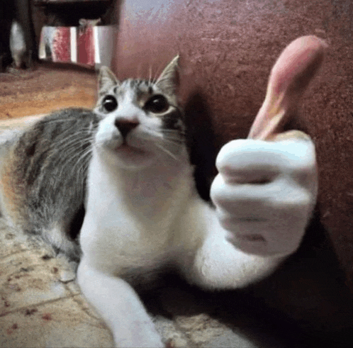 a cat is giving a thumbs up while laying down