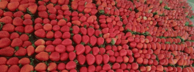 a variety of strawberries are displayed in a green and red circle