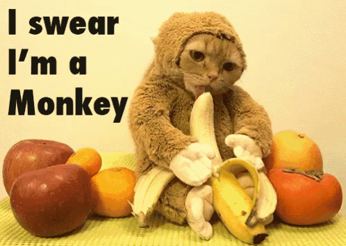 a cat dressed up as a monkey eating a banana