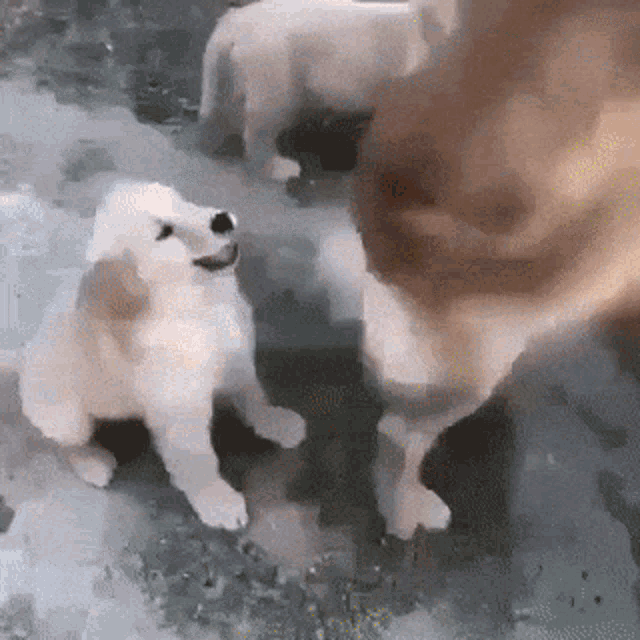 Hit Dogs GIF - Hit Dogs Badday GIFs