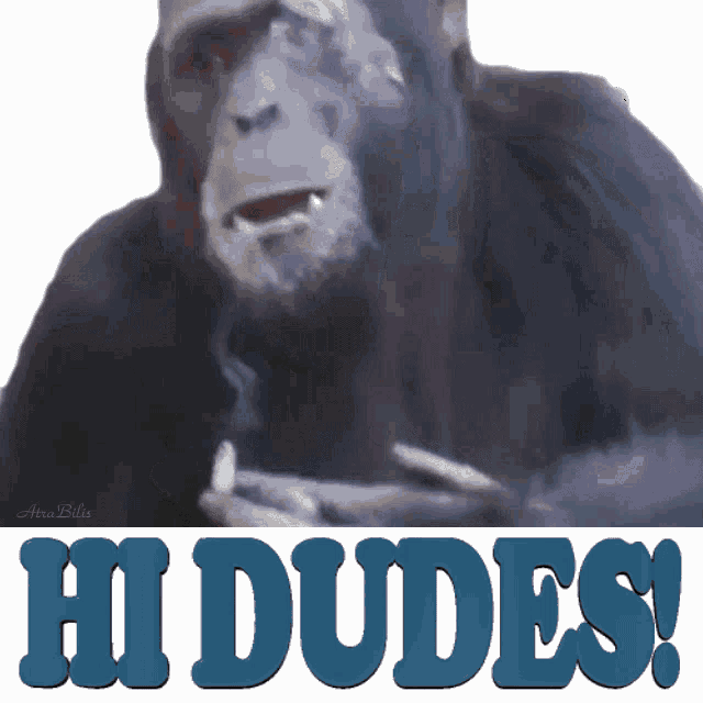 a chimpanzee says hi dudes in blue letters