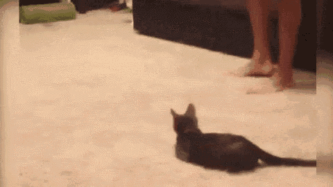 a kitten is playing with a person on the floor .