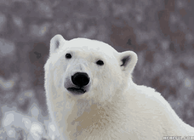 a polar bear is looking at the camera with a memeful.com logo in the lower right corner
