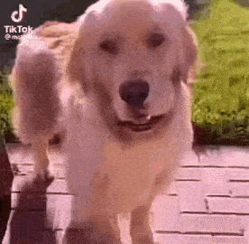 a golden retriever dog is walking on a wooden deck .