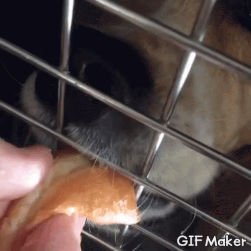 Laughing Crying GIF - Laughing Crying Dog GIFs