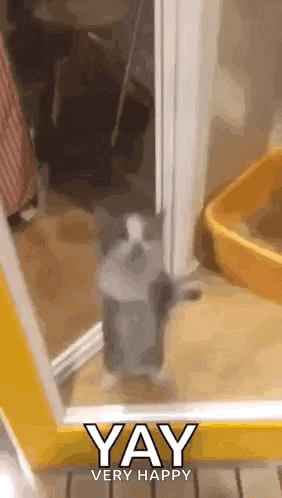 a cat is standing in front of a door with the words `` yay very happy '' .