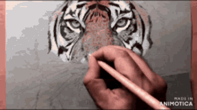 a person is drawing a tiger on a piece of paper with a pencil