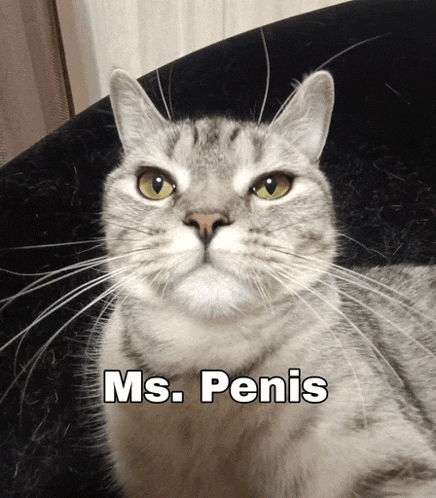 a close up of a cat with the words ms. penis written below it