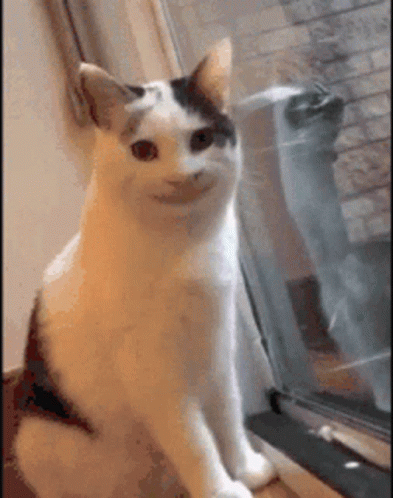 Smile Cat GIF - Smile Cat Weird GIFs