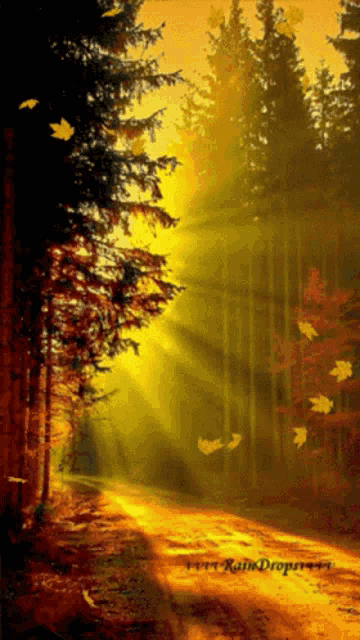 a picture of a forest with the words raindrops on the bottom right