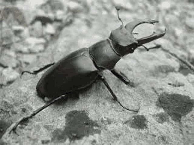 a black beetle is sitting on a rock .