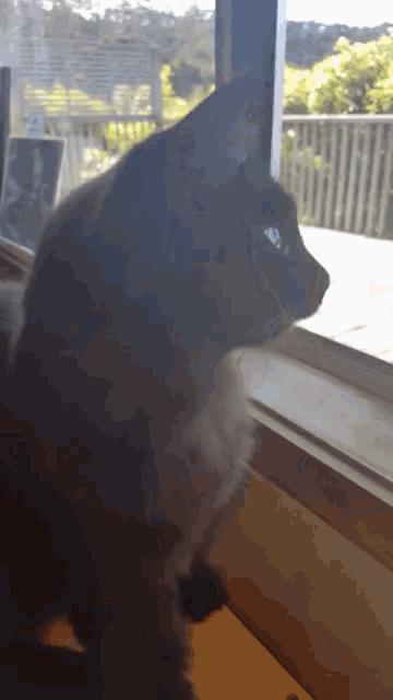 a cat looking out of a window with a blurred background