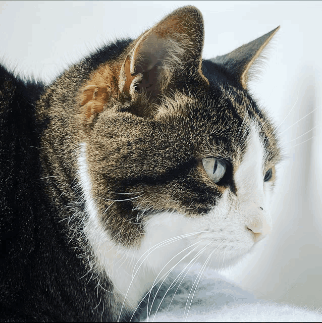 a close up of a cat 's face with a white whisker