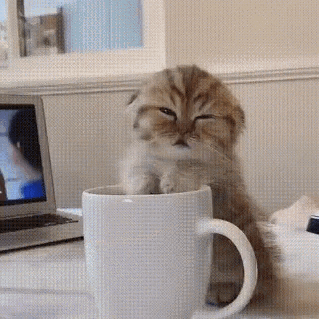 Cat Coffee GIF - Cat Coffee Sleepy GIFs