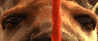 a close up of a dog 's eyes with a red stripe in the middle