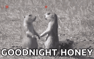 a couple of ground squirrels standing next to each other holding hands and saying `` goodnight honey '' .