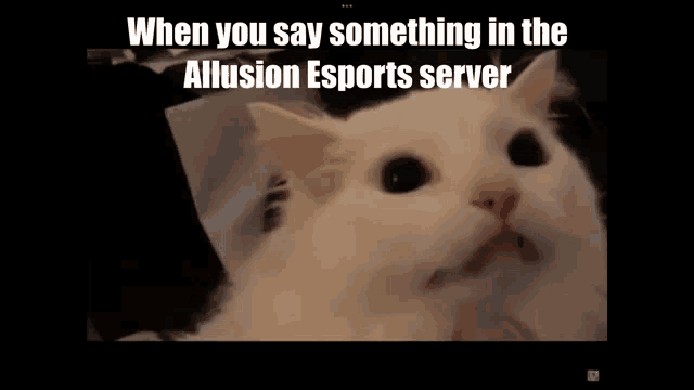 a meme of a white cat with a caption that says when you say something in the allusion esports server