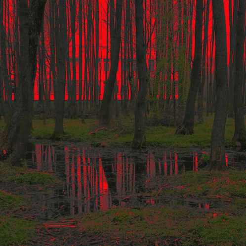 Forest Dark GIF - Forest Dark Art GIFs