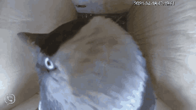 a black and white cat is looking at the camera with a date of 2021-01-18