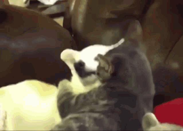 Dog And Cat Cat Petting Dog GIF - Dog And Cat Cat Petting Dog Cat And Dog GIFs