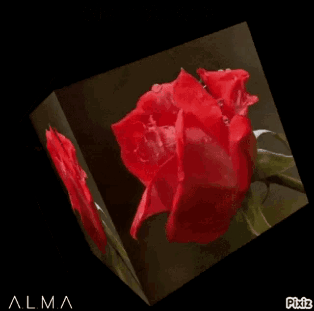 Cube Rose GIF - Cube Rose Spinning GIFs