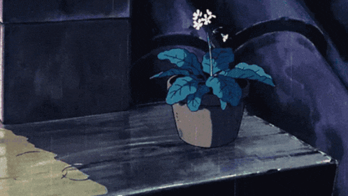 a potted plant with blue leaves and white flowers sits on a shelf in the rain