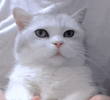 a white cat with green eyes is being held in someone 's hands and looking at the camera .