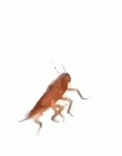 Funny Meme GIF - Funny Meme Roach GIFs
