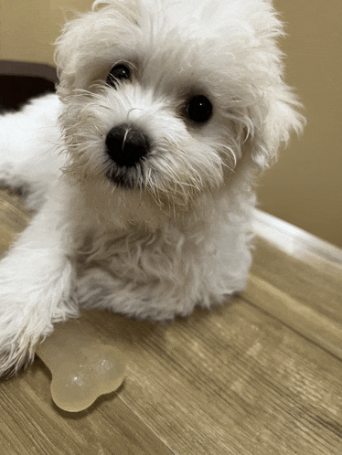 Dog Meme