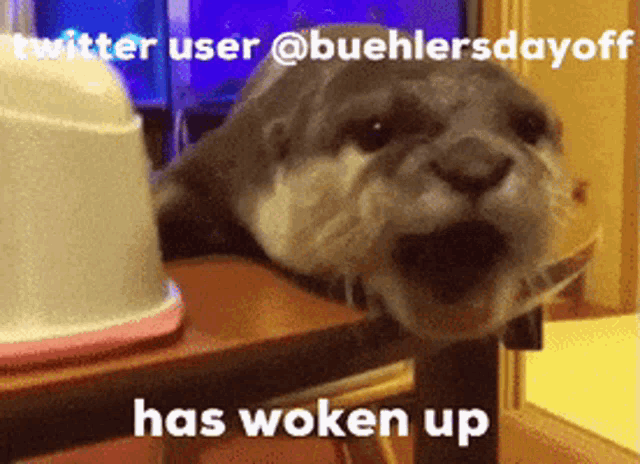 a picture of an otter with a caption that says " has woken up "