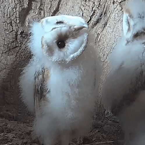 What'S That Barn Owl Chicks GIF - What'S That Barn Owl Chicks Robert E Fuller GIFs
