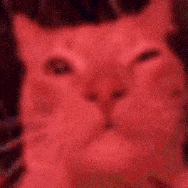a close up of a white cat 's face with a blurred background
