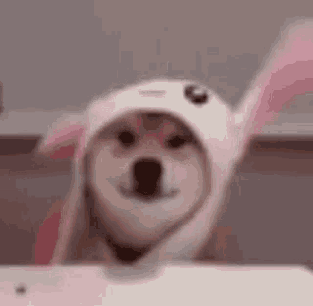 Cute Dog GIF - Cute Dog Funny GIFs