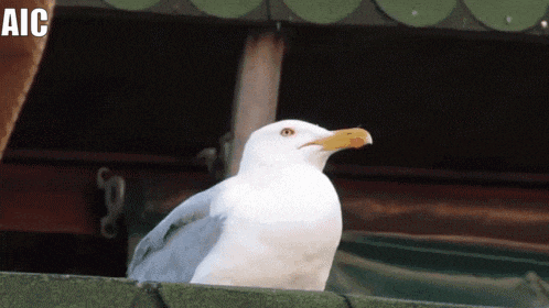 a white seagull with a yellow beak is sitting on a green roof with aic written on the bottom
