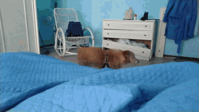 Jumping Jump Bed GIF - Jumping Jump Bed Dog Jump GIFs