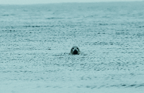 a seal swimming in the ocean looking at the camera