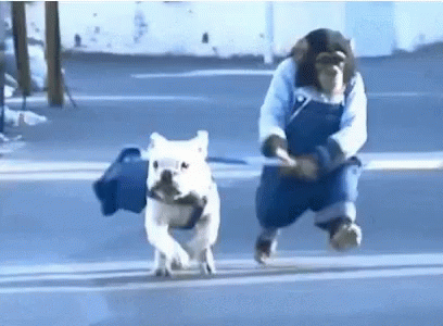 Dog Monkey GIF - Dog Monkey Bff GIFs