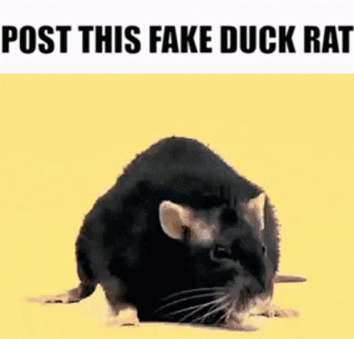 Rat Bouncing GIF - Rat Bouncing Post This Fake Duck Rat GIFs