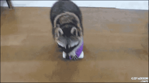 a raccoon standing on a skateboard with a purple frisbee in its mouth ..