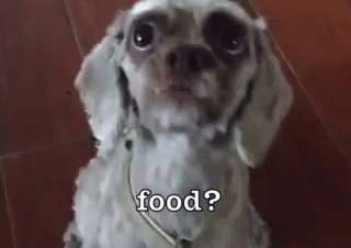 Food? GIF - Food Dog Cute GIFs