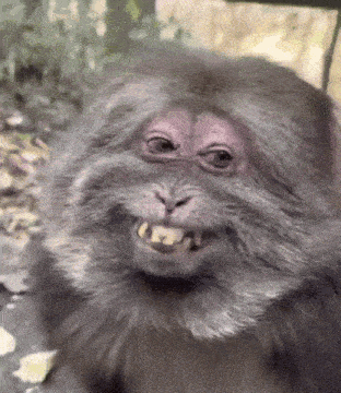 a close up of a monkey 's face with a big smile on it .