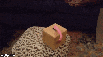 a leopard print ottoman has a box with a pink toy inside of it