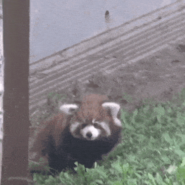 a red panda is standing in the grass near a building .