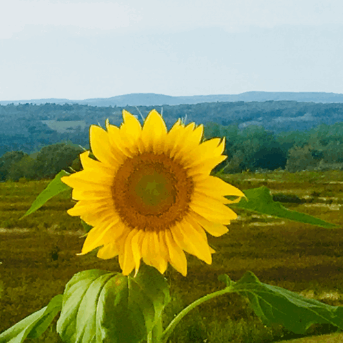 a sunflower with mountains in the background