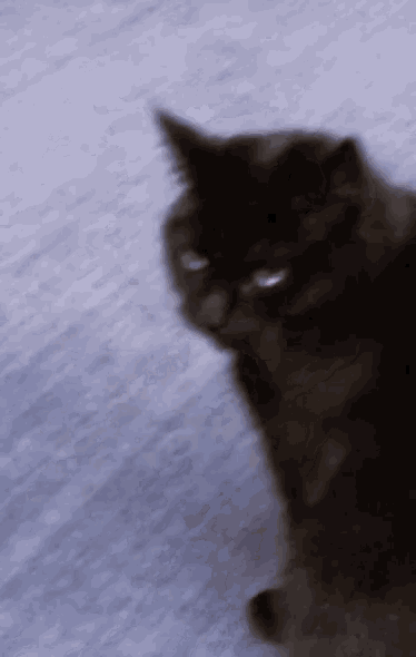 a blurry picture of a black cat with white eyes looking at the camera .