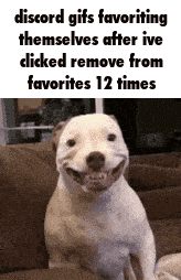 a white dog is smiling while sitting on a couch with a caption that says discord gifs favoring themselves